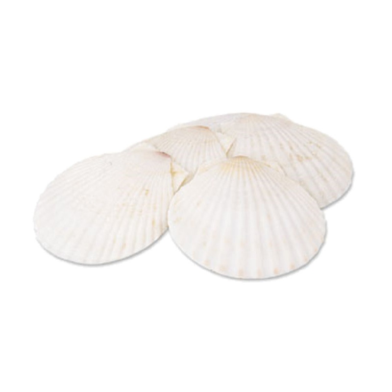 Alegacy Foodservice Products 665 Baking Shell 5-1/2 Dia. Natural